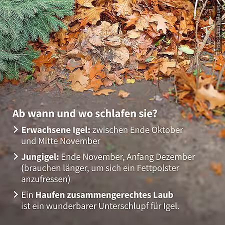 Wann und wo halten Igel Winterschlaf?
