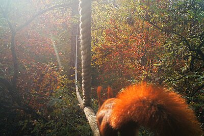 Eichhörnchen auf dem aktion tier Eichhörnchenseil