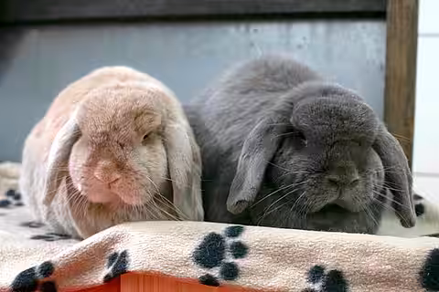 Kanichen Ailis und Solas