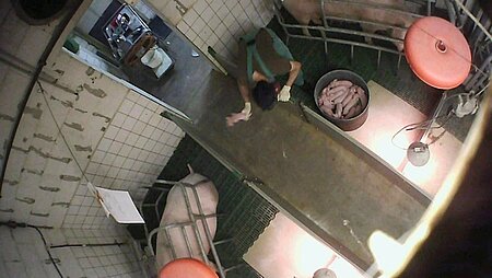Kranke und schwache Ferkel haben für den Betreiber keinen Wert.