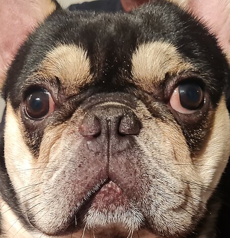 Gesicht einer Französischen Bulldogge