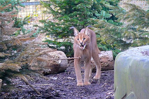 Wüstenluchs in der aktion tier Wildtierstation Sachsenhagen