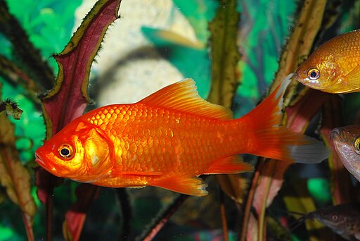 Goldfisch