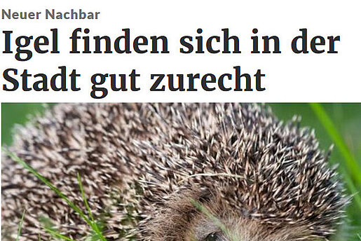 Lausitzer Rundschau, 19.10.2017