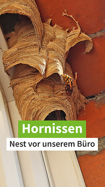 Ein kleines Hornissennest an einem Fensterrahmen mit einer Hornisse
