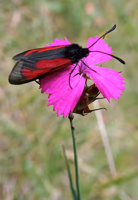 Thymianwidderchen (Zygaena purpuralis) auf Karthäusernelke (Dianthus carthusianorum)