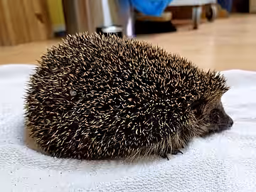 Igel mit Normalgewicht: