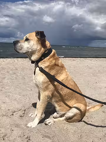 Otto darf sein Hundeseniorenalter genießen. Otto darf sein Hundeseniorenalter genießen.