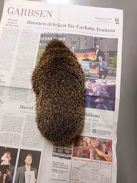Igel bei Aufnahme im aktion tier Igelzentrum