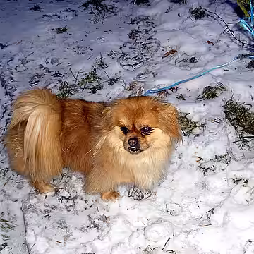 Im Wald ausgesetzter Hund.