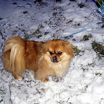 Im Wald ausgesetzter Hund. Im Wald ausgesetzter Hund.