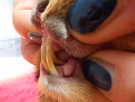 Zu lange Zähne beim Kaninchen durch Fehlstellung oder Fehlernährung