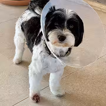 Dieser Hund hatte eine Granne in der Pfote.