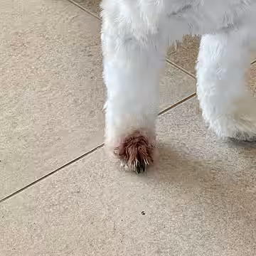 Dieser Hund hatte eine Granne in der Pfote.