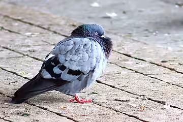 Haben Sie ein Herz für Stadttauben