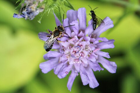 Wildbienen lieben Witwenblumen