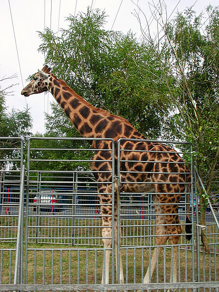 Giraffe im Zirkus