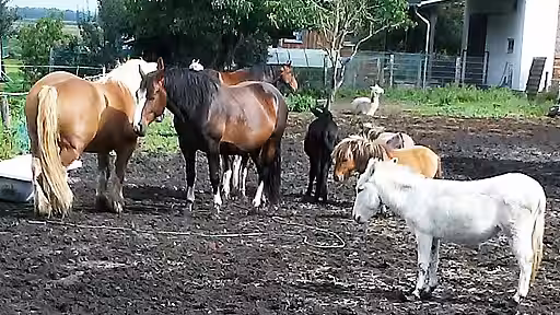 Den Tieren bleibt oft nichts anderes übrig als einfach nur rumzustehen.