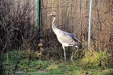 Der Jungkranich in der Voliere der Wildvogel-Pflegestation Der Jungkranich in der Voliere der Wildvogel-Pflegestation