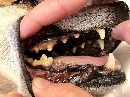 Hier sieht man deutlich den Zahnstein und zwei stark geschädigte Zähne bei einem Hund.
