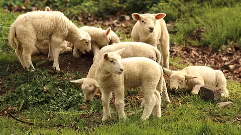 Nutztiere, die für uns Fleisch produzieren, sollten weder gequält noch im Jugendalter geschlachtet werden.