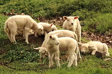 Nutztiere, die für uns Fleisch produzieren, sollten weder gequält noch im Jugendalter geschlachtet werden. Nutztiere, die für uns Fleisch produzieren, sollten weder gequält noch im Jugendalter geschlachtet werden.