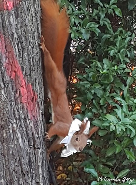 Eichhörnchen mit Plastikkragen
