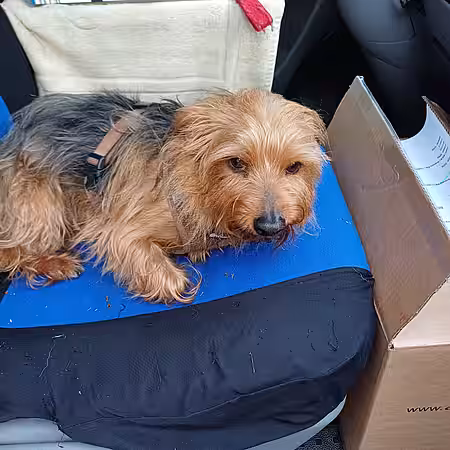 „am Tag, als sein Frauchen starb“