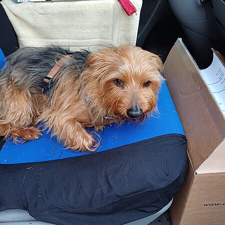 „am Tag, als sein Frauchen starb“