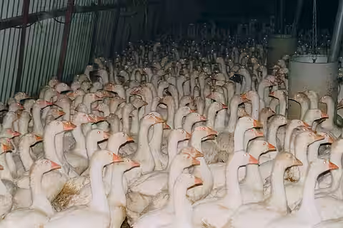 Gänse in Massentierhaltung