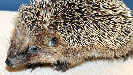 Gesunde Igel dürfen nicht eingesammelt werden. Foto: © Ursula Bauer