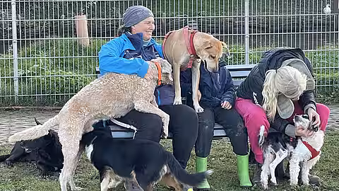 Abendliche Kuschelzeit mit allen Hunden. Abendliche Kuschelzeit mit allen Hunden.