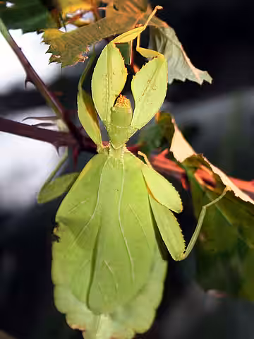 Wandelndes Blatt (Gespenstheuschrecke)