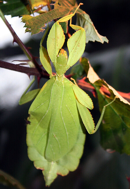 Wandelndes Blatt (Gespenstheuschrecke)