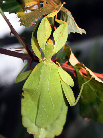 Wandelndes Blatt (Gespenstheuschrecke) Wandelndes Blatt (Gespenstheuschrecke)