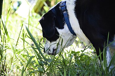 Kopf und Pfoten sind am ehesten von Insektenstichen betroffen.