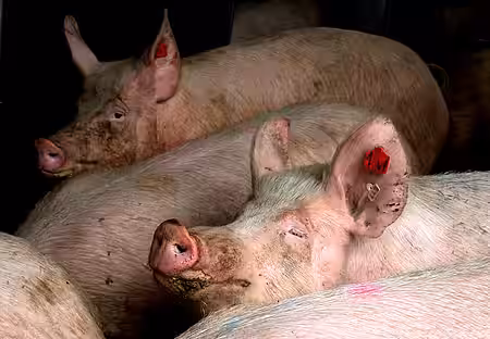 Schweine in der Intensivmast.