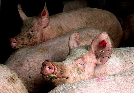 Schweine in der Intensivmast. Schweine in der Intensivmast.