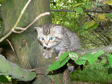 Junge Wildkatze 