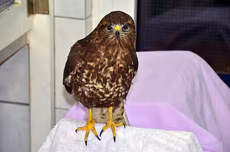 Kranker Mäusebussard