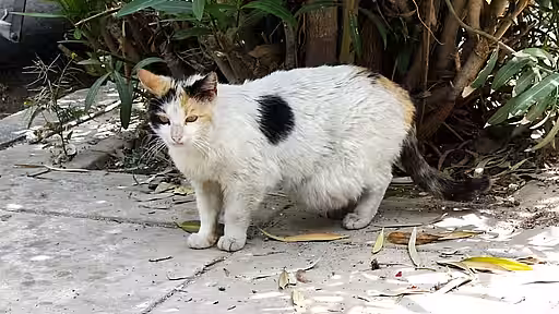 Straßenkatze mit einem großen Tumor am Bauch. 