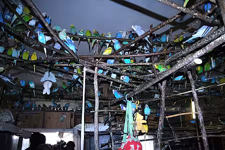 Die Tiere vermehrten sich unkontrolliert. 1700 Vögel in einer Mietwohnung.