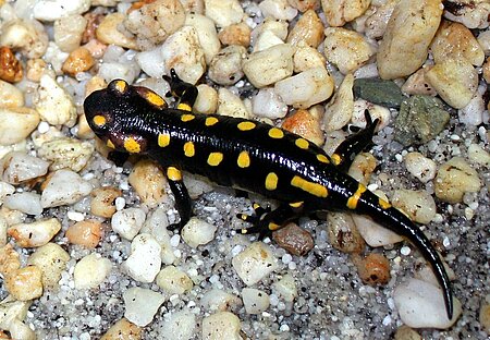 Feuersalamander (Salamandra salamandra).