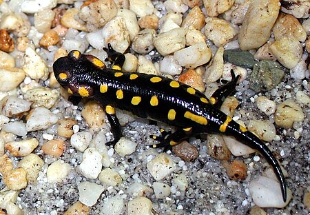 Feuersalamander (Salamandra salamandra).