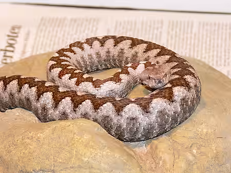 Giftschlange in Sachsenhagen.