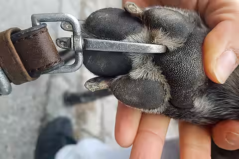 Hundeleine in der Hundepfote Hundeleine in der Hundepfote