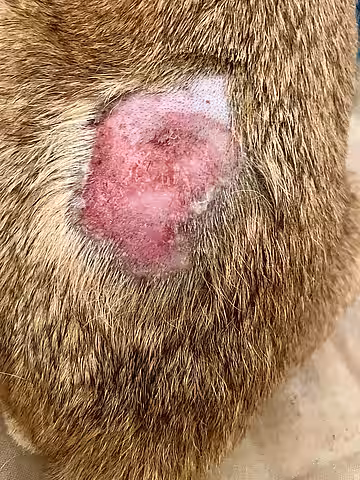 Eine Flohspeichelallergie kann eine massive Entzündung wie ein Ekzem verursachen. 