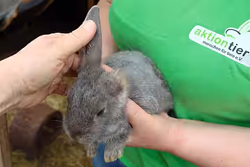 Diesem Kaninchen haben Artgenossen im Babyalter ein Ohr abgebissen.