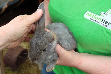 Diesem Kaninchen haben Artgenossen im Babyalter ein Ohr abgebissen.
