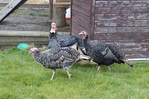 Puten auf dem aktion tier- Lottihof